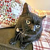 Thumbnail photo of Penelope #1