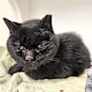 Thumbnail photo of Penelope #4
