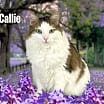 Thumbnail photo of Callie #1