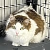 Thumbnail photo of Callie #2