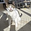 Thumbnail photo of Simon - Working Cat #1