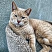 Thumbnail photo of Blaze - Working Cat #1