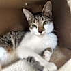 Thumbnail photo of Bagel-Working Cat #1