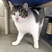Thumbnail photo of Simon - Working Cat #2