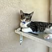 Thumbnail photo of Ray- Working Cat #1