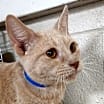 Thumbnail photo of Blaze - Working Cat #2