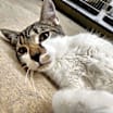 Thumbnail photo of Bagel-Working Cat #2