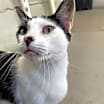 Thumbnail photo of Gregory - Working Cat #2