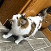 Thumbnail photo of Callie #4