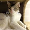 Thumbnail photo of Simon - Working Cat #3