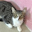Thumbnail photo of Ray- Working Cat #2