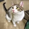 Thumbnail photo of Simon - Working Cat #4