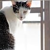 Thumbnail photo of Gregory - Working Cat #3