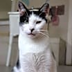 Thumbnail photo of Gregory - Working Cat #4