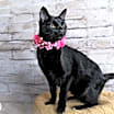 Thumbnail photo of Birdie #1