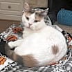 Thumbnail photo of Snowflake AKA Shannon #1