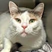 Thumbnail photo of Snowflake AKA Shannon #2