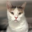 Thumbnail photo of Snowflake AKA Shannon #3