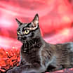 Thumbnail photo of Birdie #4