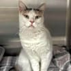 Thumbnail photo of Snowflake AKA Shannon #4