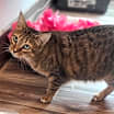 Thumbnail photo of Bebo #3