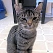 Thumbnail photo of Sookie (mom) #1