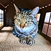 Thumbnail photo of Mister #1
