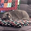Thumbnail photo of Stella Grey-Foster #2