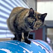 Thumbnail photo of Half Pint #1