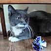 Thumbnail photo of Salvadora #2