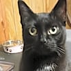 Thumbnail photo of Sheba aka Little Bit #1