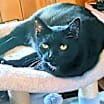 Thumbnail photo of Sheba aka Little Bit #2