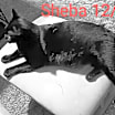Thumbnail photo of Sheba aka Little Bit #3