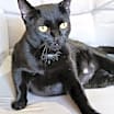 Thumbnail photo of Sheba aka Little Bit #4