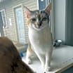 Thumbnail photo of Maple #1
