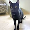 Thumbnail photo of Poe #4