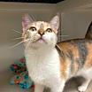 Thumbnail photo of Maple #2
