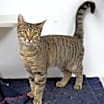 Thumbnail photo of Baby Teddy #2