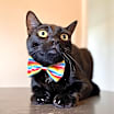 Thumbnail photo of Jasper #1