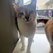 Thumbnail photo of Maple #3