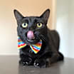 Thumbnail photo of Jasper #2