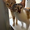 Thumbnail photo of Maple #4