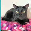 Thumbnail photo of Jasper #3