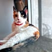 Thumbnail photo of Callie #1
