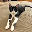 Thumbnail photo of Rowdy #1