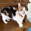 Thumbnail photo of Callie #3