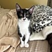 Thumbnail photo of Rowdy #3