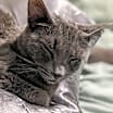 Thumbnail photo of Lily #2