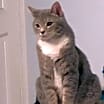 Thumbnail photo of Blade #3