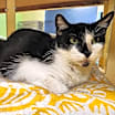 Thumbnail photo of Salsa #1